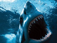 greatwhite1