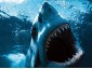 greatwhite1