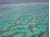 200px-Part_of_Great_Barrier_Reef_from_Helecopter