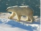polar bear